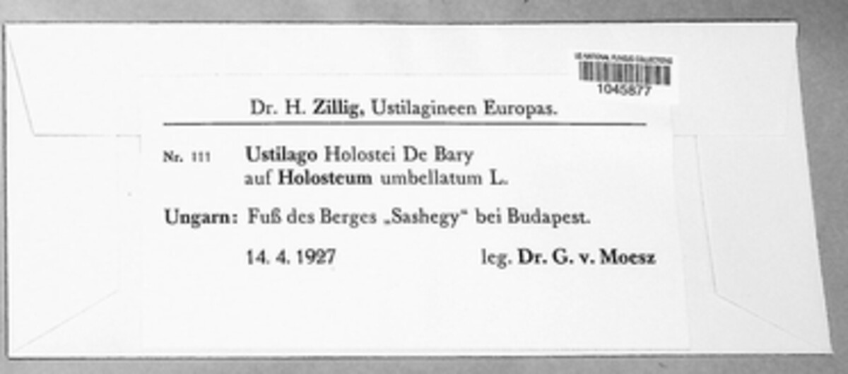 Microbotryum holostei image
